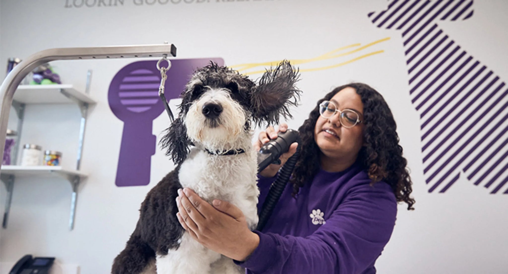 Dog Grooming Explained: Services, Benefits, and What to Expect ...