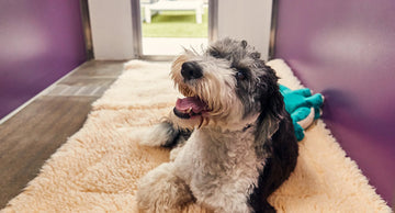 What Is Dog Boarding? Everything Pet Parents Need to Know