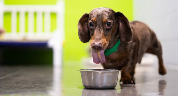 Pet Wellness Month: Supporting Your Pet’s Digestive Health with Purina Pro Plan FortiFlora®