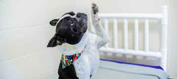 Dog & Cat Boarding