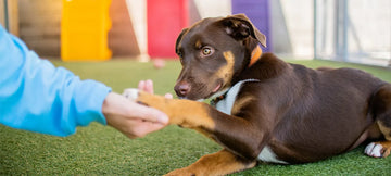 Puppy Preschool