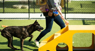 Dog Enrichment: What It Is, Benefits, and Activity Ideas
