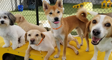 Back to School, Back to Routine: Keep your Dog Happy & Healthy