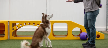 Dog Training