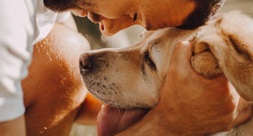 Celebrating Pet Wellness Month with Virbac: Tips & Tools for Pet Parents