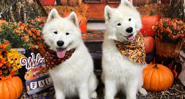 Halloween Safety Tips for Dogs: Keep Your Pup Safe & Stress-Free