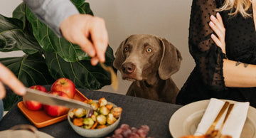 Holiday Survival Guide for Pet Parents